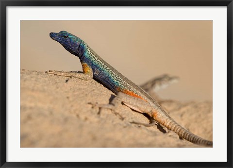 Framed South Africa, Augrabies Falls NP, Flat lizard, Canyon Print