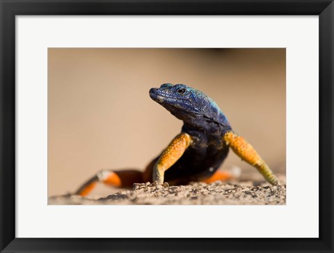 Framed Flat lizard Print