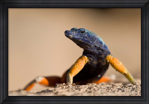 Framed Flat lizard Print