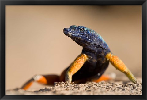 Framed Flat lizard Print