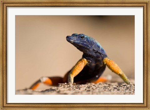 Framed Flat lizard Print