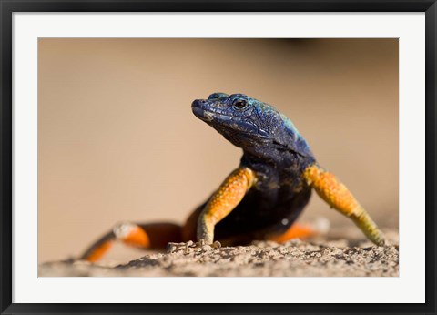 Framed Flat lizard Print