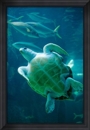 Framed South Africa, Cape Town, Leatherback Turtle, Aquarium Print