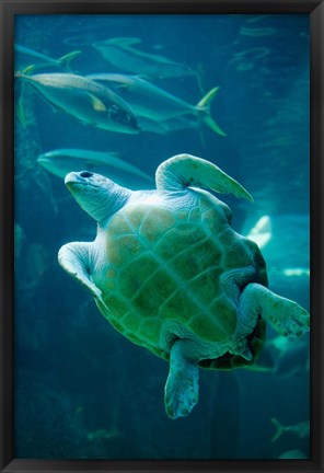 Framed South Africa, Cape Town, Leatherback Turtle, Aquarium Print