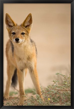 Framed South Africa, Kalahari, Black Backed Jackal wildlife Print