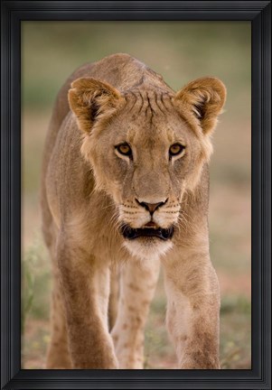 Framed South Africa, Kgalagadi, Kalahari Desert, Lion Print