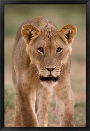 Framed South Africa, Kgalagadi, Kalahari Desert, Lion Print