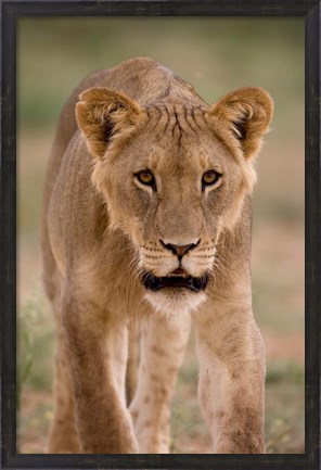 Framed South Africa, Kgalagadi, Kalahari Desert, Lion Print