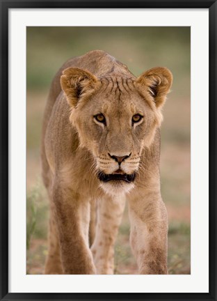 Framed South Africa, Kgalagadi, Kalahari Desert, Lion Print