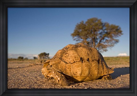 Framed South Africa, Leopard Tortoise, Kalahari Desert Print