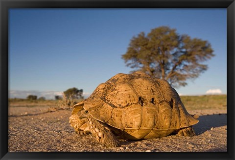 Framed South Africa, Leopard Tortoise, Kalahari Desert Print