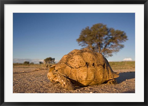 Framed South Africa, Leopard Tortoise, Kalahari Desert Print