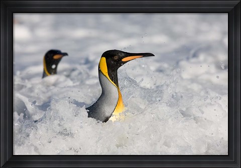 Framed South Georgia Is, St Andrews Bay, King Penguin rookery Print