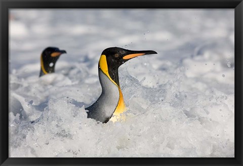 Framed South Georgia Is, St Andrews Bay, King Penguin rookery Print