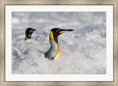 Framed South Georgia Is, St Andrews Bay, King Penguin rookery Print