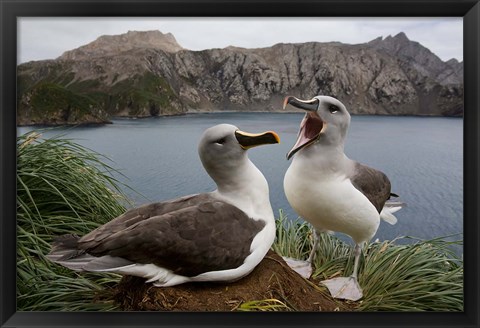 Framed South Georgia Island, Gray-headed Albatross courtship Print