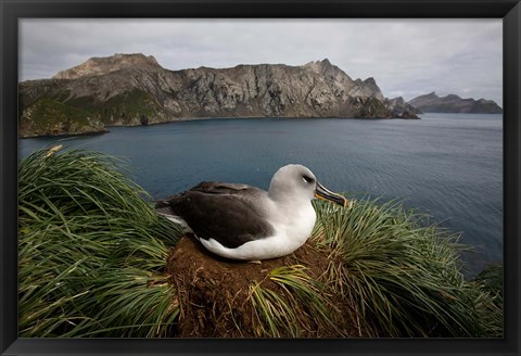 Framed South Georgia Island, Grayheaded Albatross Print