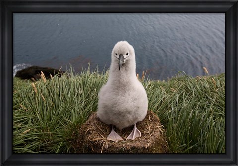 Framed South Georgia Island, Grayheaded Albatross Chick Print