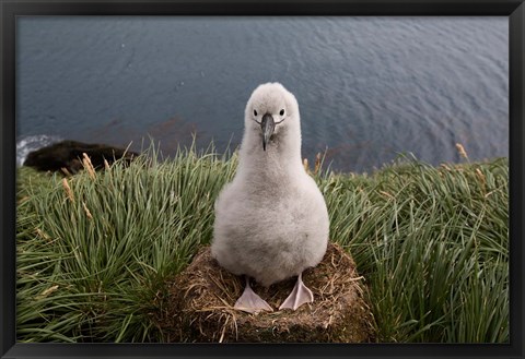 Framed South Georgia Island, Grayheaded Albatross Chick Print