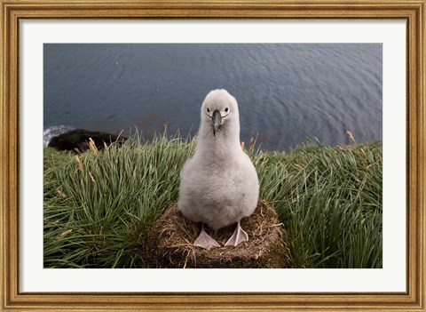 Framed South Georgia Island, Grayheaded Albatross Chick Print