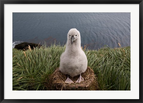 Framed South Georgia Island, Grayheaded Albatross Chick Print