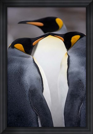 Framed South Georgia Island, King Penguins, Elsehul Bay Print