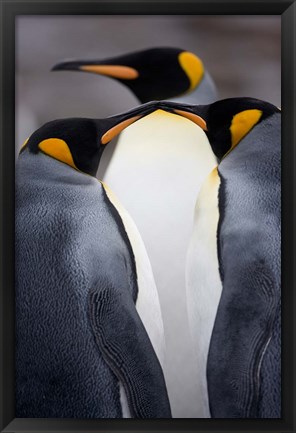 Framed South Georgia Island, King Penguins, Elsehul Bay Print