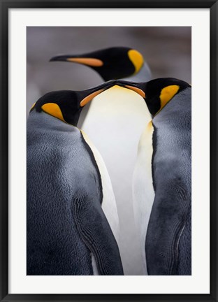 Framed South Georgia Island, King Penguins, Elsehul Bay Print