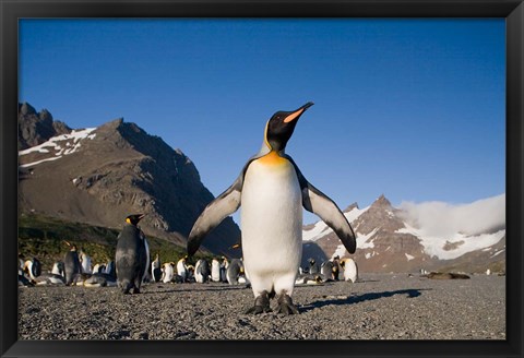 Framed King Penguin, South Georgia Island Print