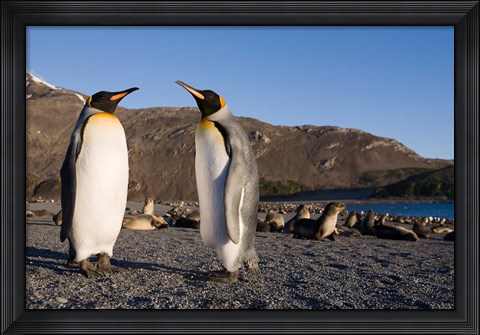 Framed Pair of King Penguins, South Georgia Island Print