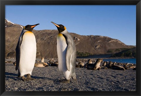 Framed Pair of King Penguins, South Georgia Island Print