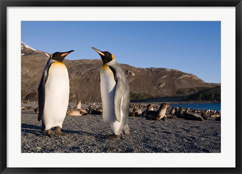 Framed Pair of King Penguins, South Georgia Island Print