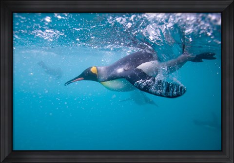Framed King Penguin Underwater Print