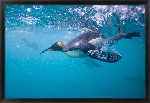 Framed King Penguin Underwater Print