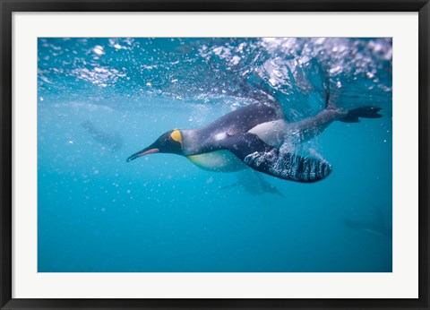 Framed King Penguin Underwater Print