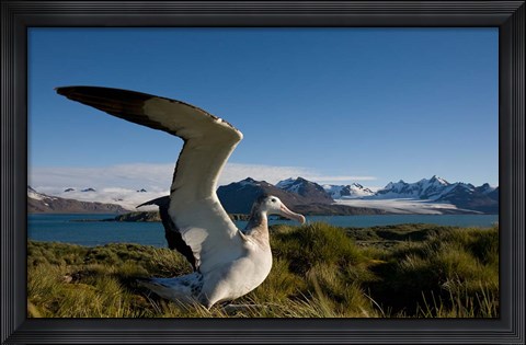 Framed Wandering Albatross bird Print
