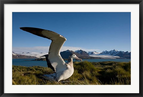 Framed Wandering Albatross bird Print