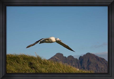 Framed Flying Albatross Print