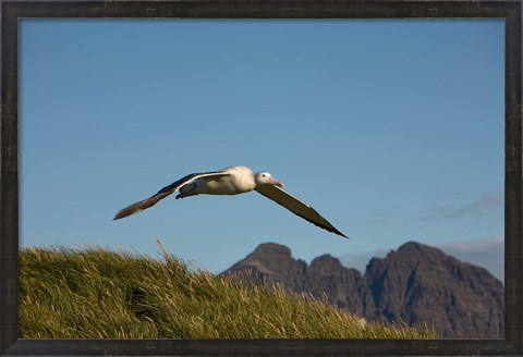 Framed Flying Albatross Print