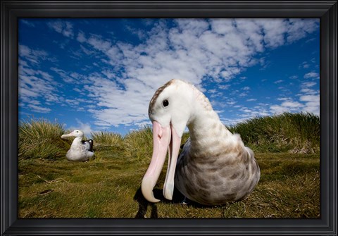 Framed Close up of Albatross Print