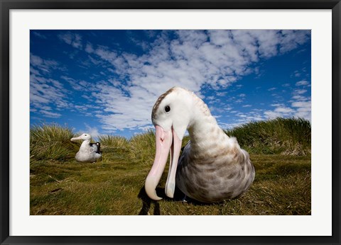 Framed Close up of Albatross Print