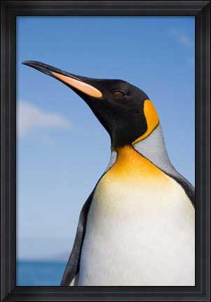Framed South Georgia, St Andrews Bay, King Penguin rookery Print