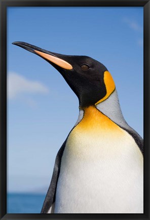 Framed South Georgia, St Andrews Bay, King Penguin rookery Print