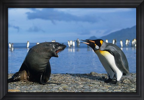 Framed South Georgia, St Andrews Bay, King Penguins, Fur Seal Print