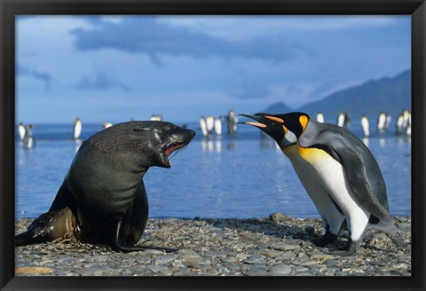 Framed South Georgia, St Andrews Bay, King Penguins, Fur Seal Print