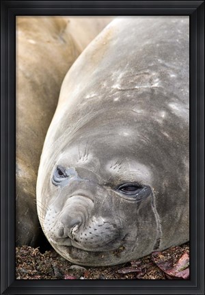 Framed Southern Elephant Seals, Antarctica Print