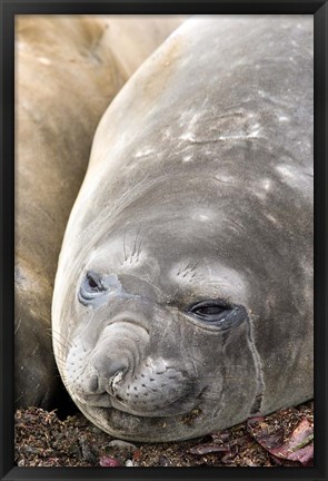 Framed Southern Elephant Seals, Antarctica Print