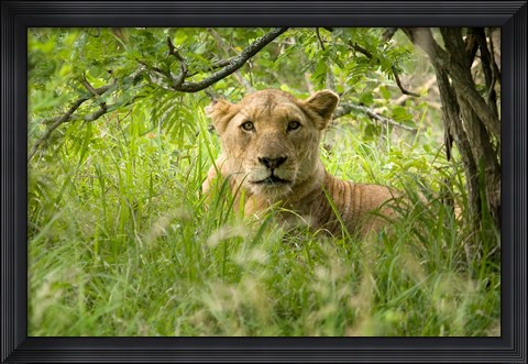 Framed South African Lioness, Hluhulwe, South Africa Print