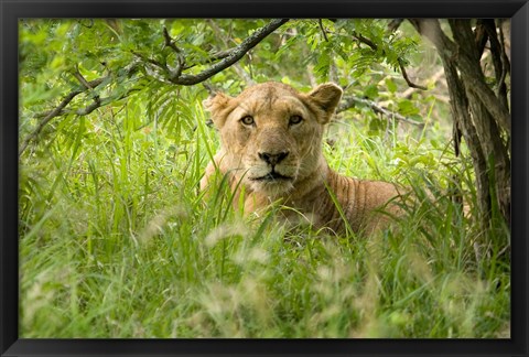 Framed South African Lioness, Hluhulwe, South Africa Print