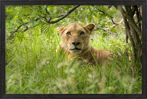 Framed South African Lioness, Hluhulwe, South Africa Print